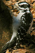 Hairy Woodpecker