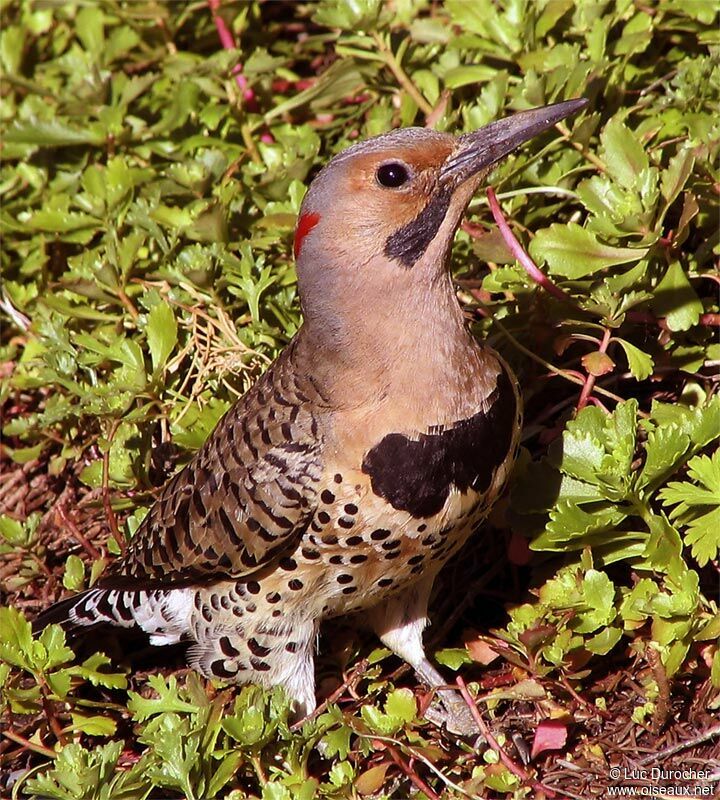 Northern Flicker