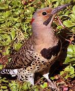 Northern Flicker