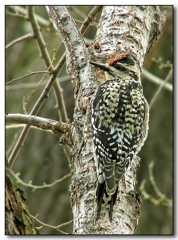 Yellow-bellied Sapsucker