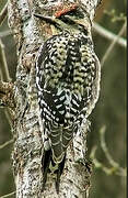 Yellow-bellied Sapsucker