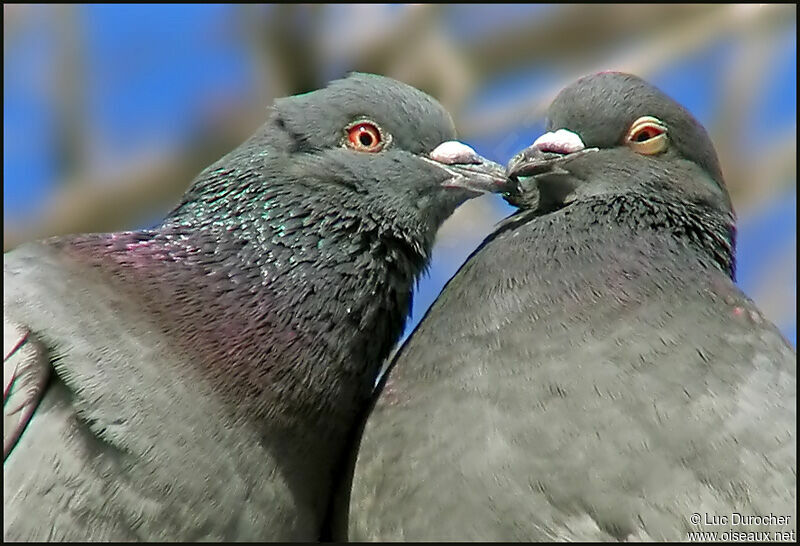 Rock Dove