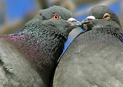 Rock Dove