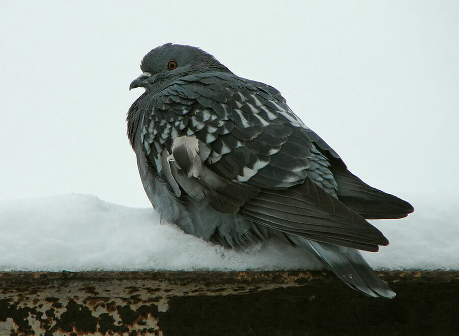 Rock Dove