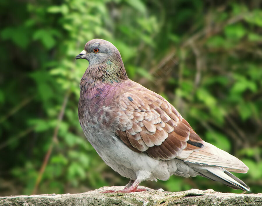 Rock Dove