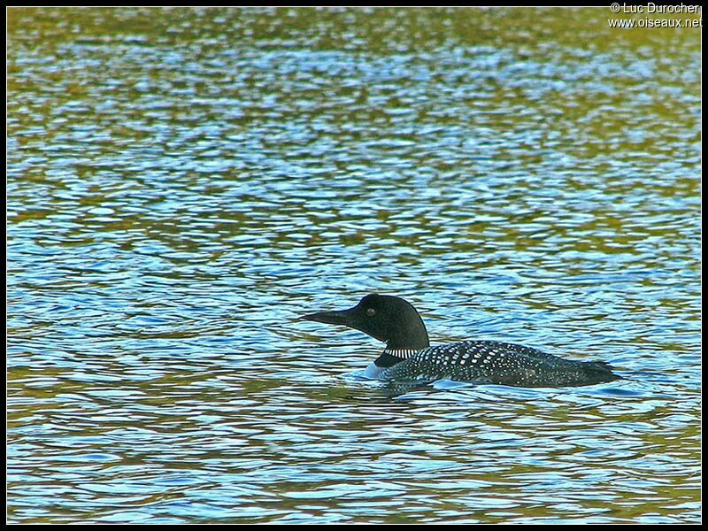 Common Loon