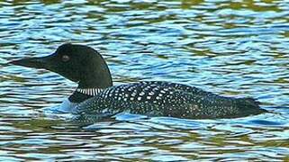 Common Loon