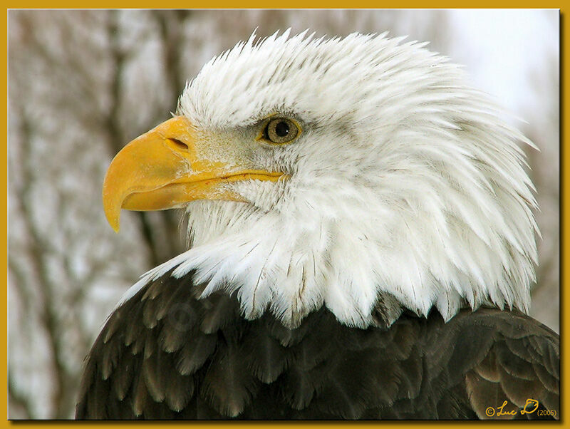 Bald Eagle