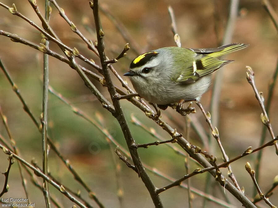 Golden-crowned Kinglet, identification