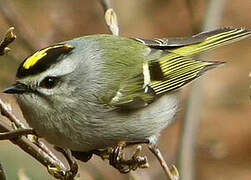 Golden-crowned Kinglet