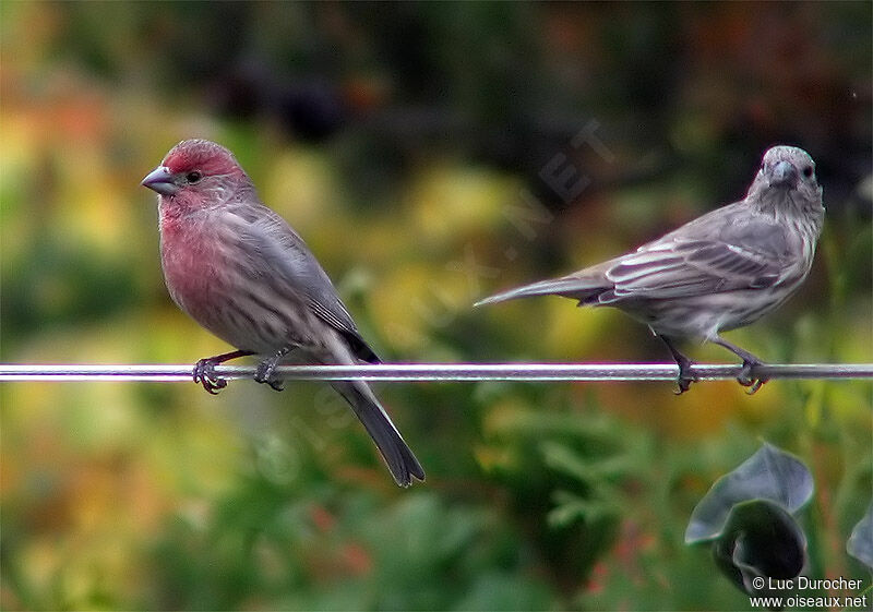 House Finch