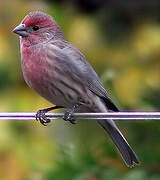 House Finch