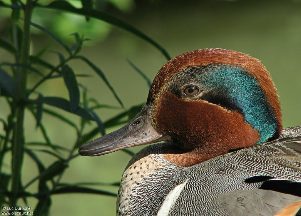 Green-winged Teal