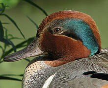 Green-winged Teal