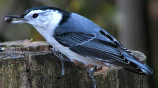 White-breasted Nuthatch