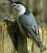 White-breasted Nuthatch