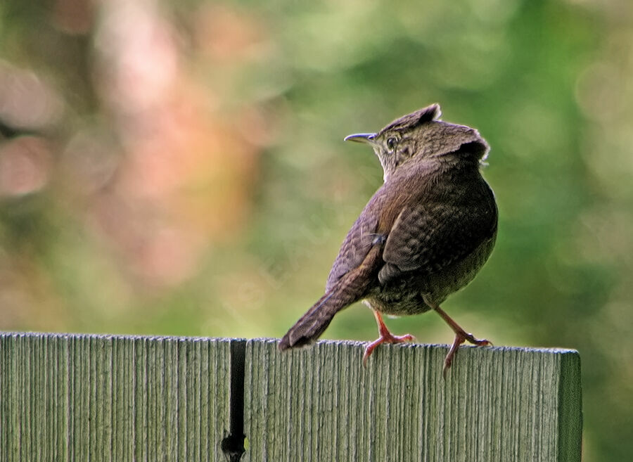 House Wren