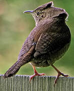 Northern House Wren