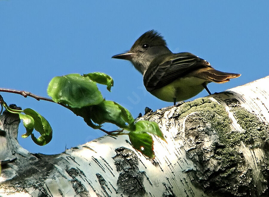 Great Crested Flycatcher