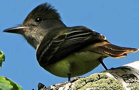 Great Crested Flycatcher