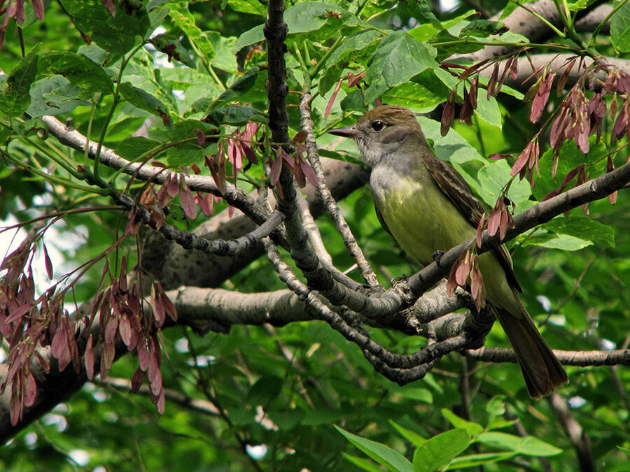 Great Crested Flycatcher