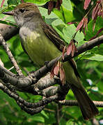 Great Crested Flycatcher