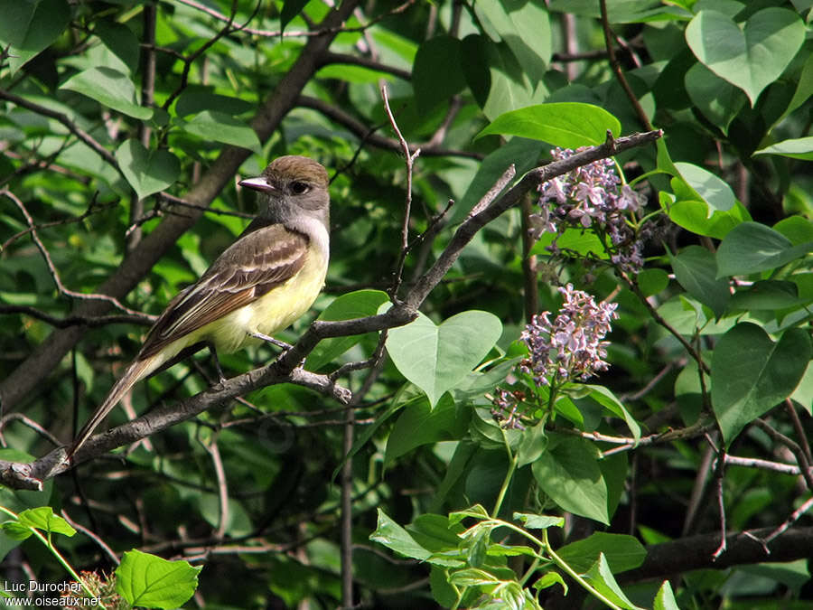 Tyran huppéadulte, identification