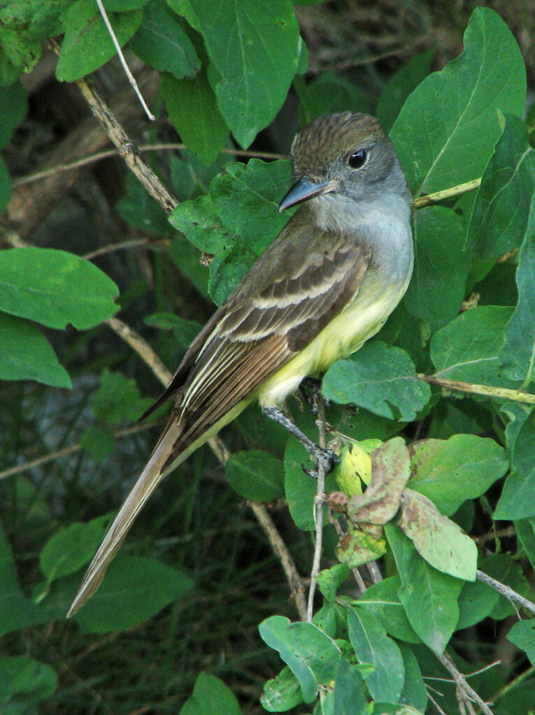 Great Crested Flycatcher