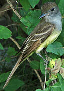 Great Crested Flycatcher