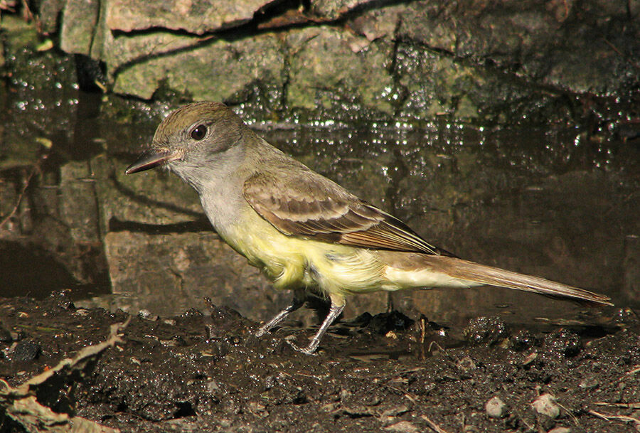 Great Crested Flycatcher