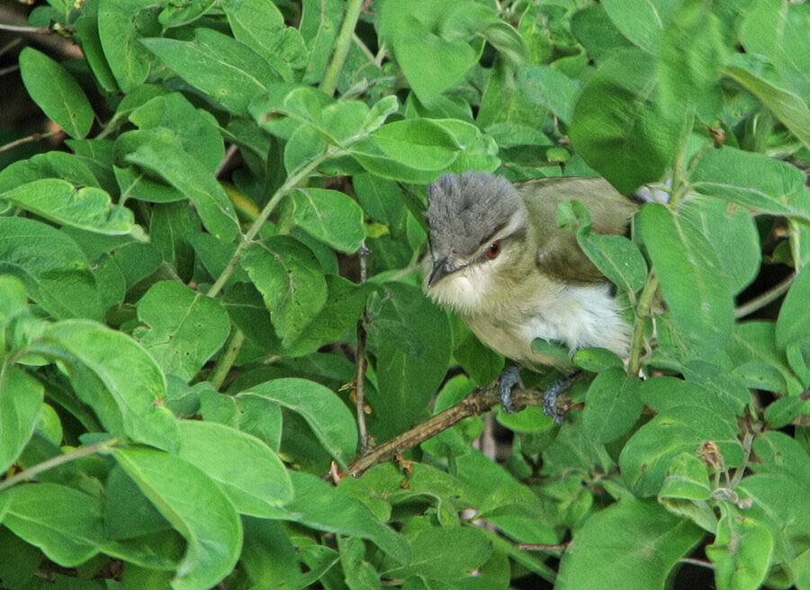 Red-eyed Vireo