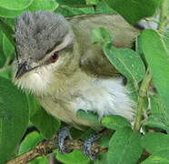 Red-eyed Vireo