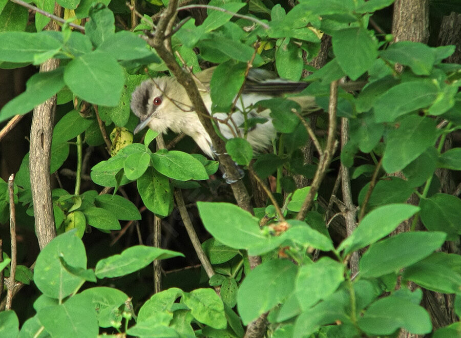 Red-eyed Vireo