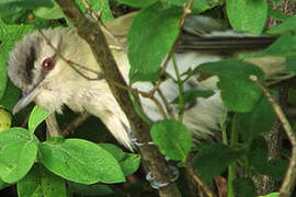 Red-eyed Vireo