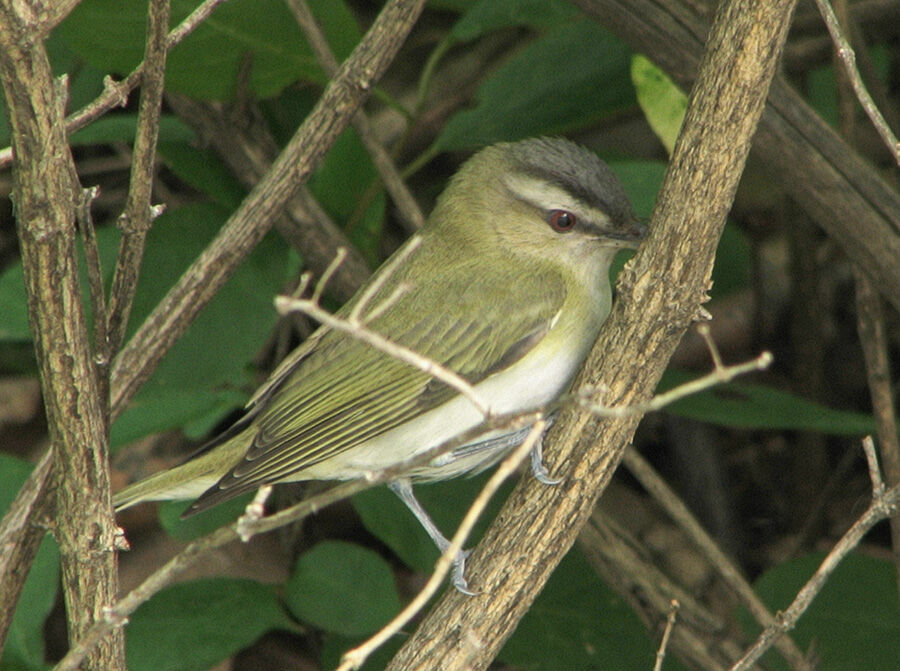 Red-eyed Vireo