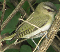 Red-eyed Vireo