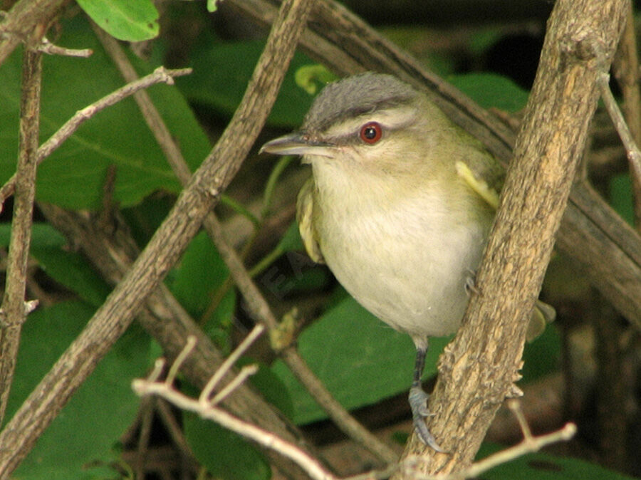 Red-eyed Vireo