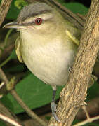 Red-eyed Vireo