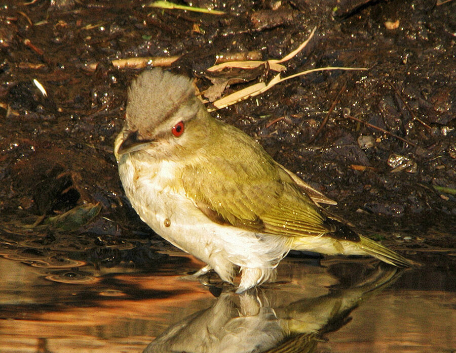 Red-eyed Vireo