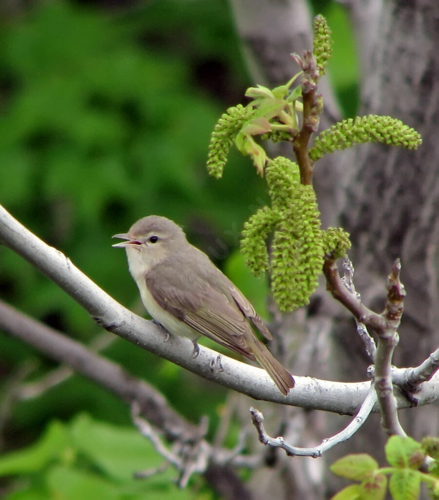 Warbling Vireo