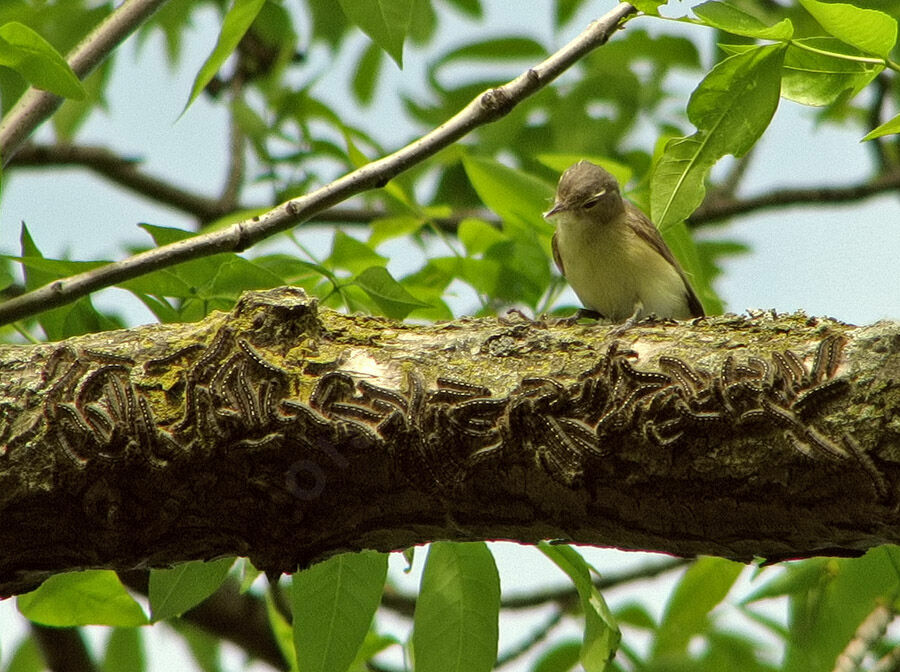 Warbling Vireo