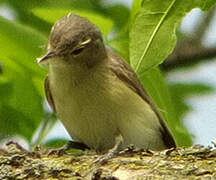 Warbling Vireo