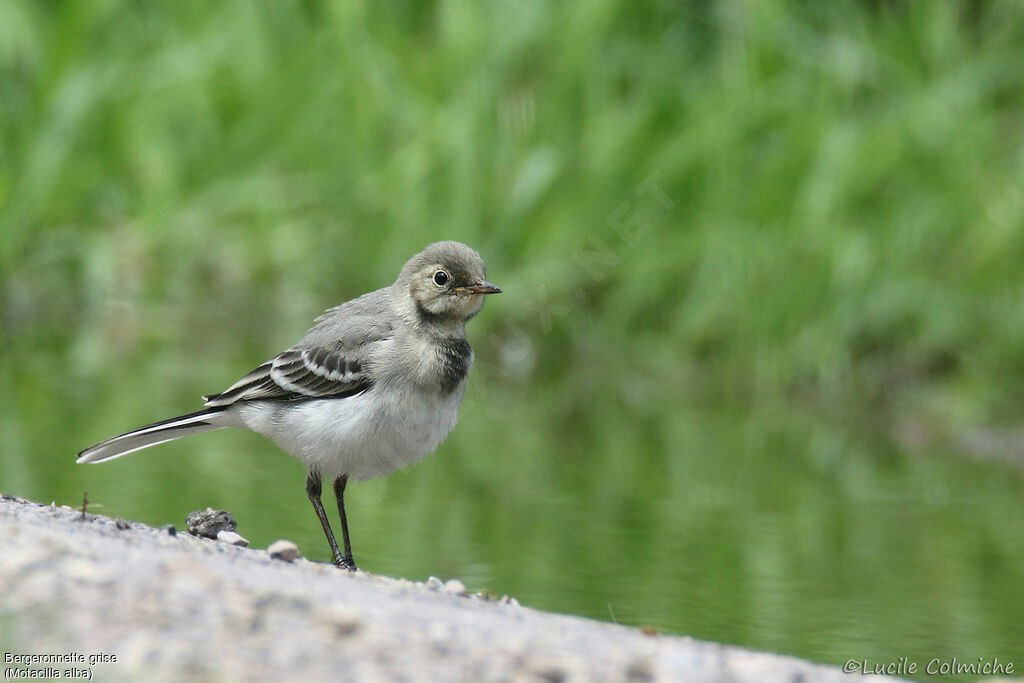 Bergeronnette grisejuvénile, identification, marche