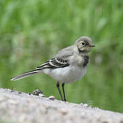 White Wagtail