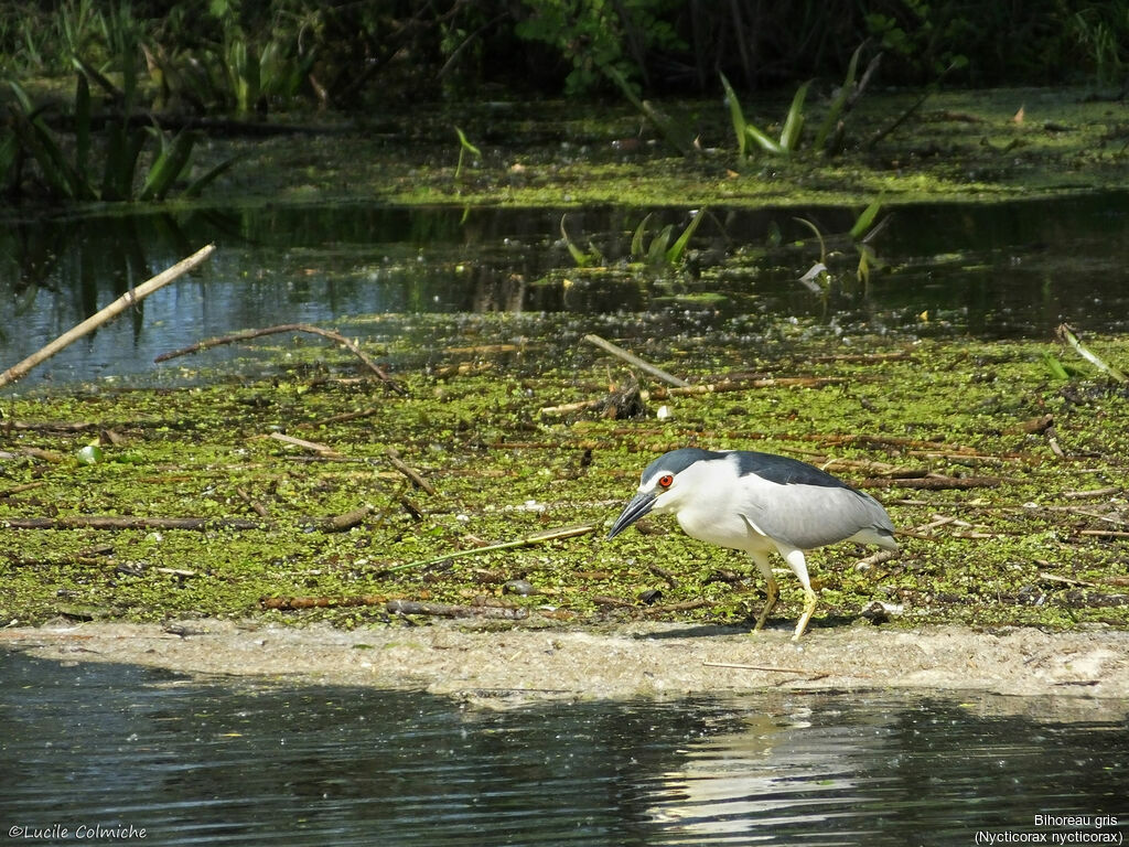 Bihoreau grisadulte nuptial, identification