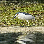 Black-crowned Night Heron