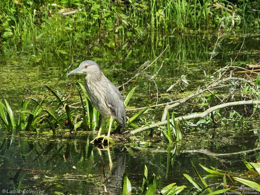 Bihoreau gris2ème année, identification