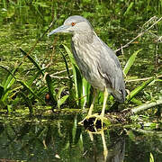 Black-crowned Night Heron