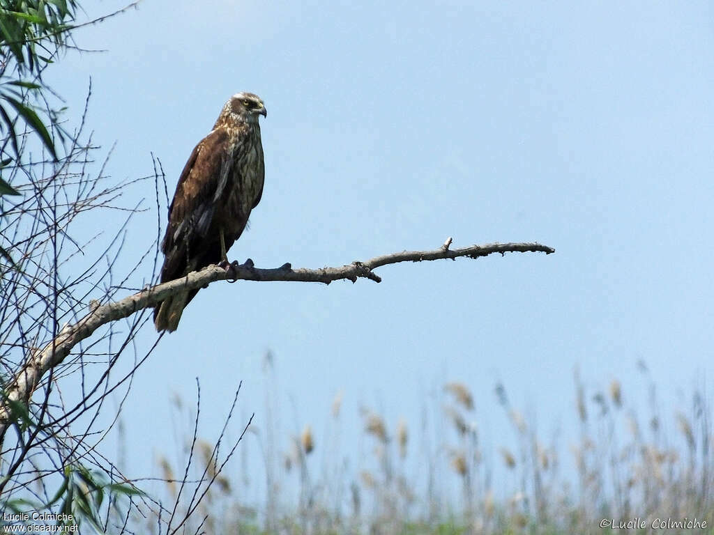 Western Marsh Harrier male Third  year, identification