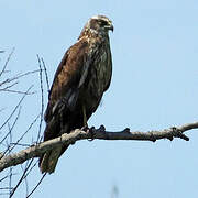 Western Marsh Harrier